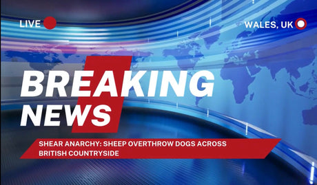 Dogs Are Banned | Visual World